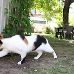 Greenslo Любляна