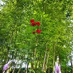 Greenslo Апартаменти